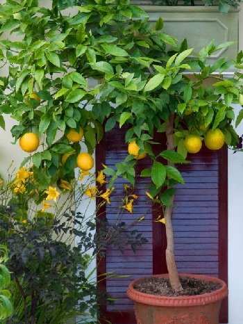 cây cảnh đẹp, cây cảnh để bàn, ô nhiễm không khí